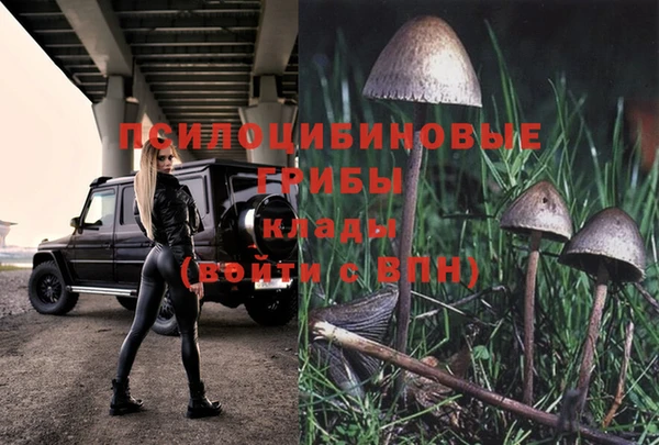 шишки Бородино