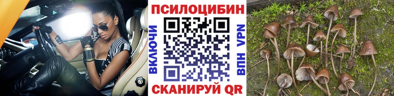 Псилоцибиновые грибы Cubensis Волгореченск